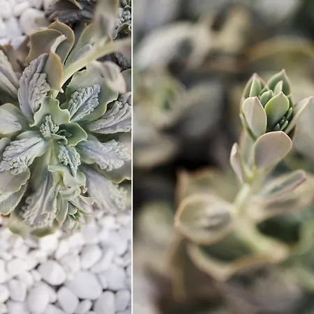 Villa Roble Yaiza (Lanzarote)