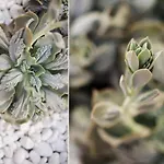 别墅 Roble 雅伊萨